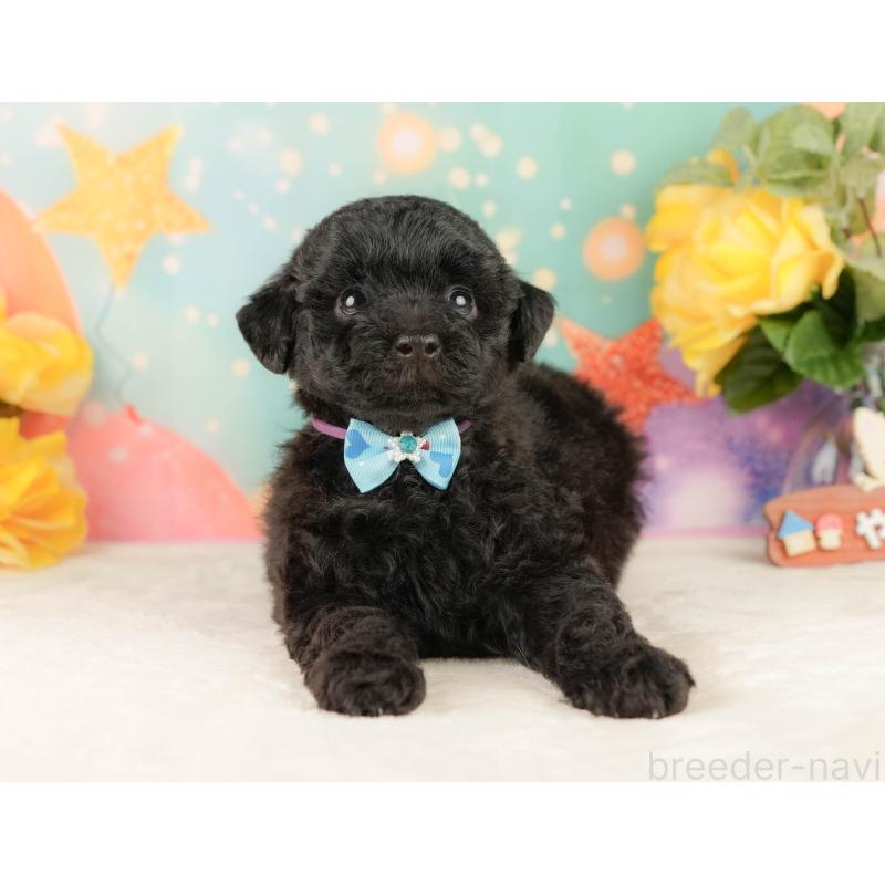 販売中の静岡県のトイプードル-454322の5枚目