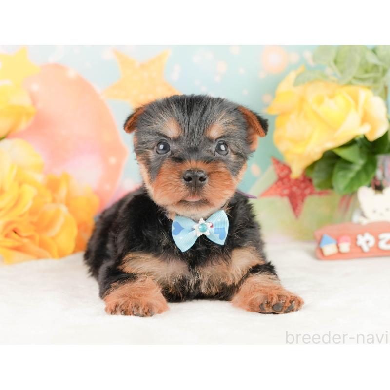 販売中の静岡県のヨークシャーテリア-454326の12枚目