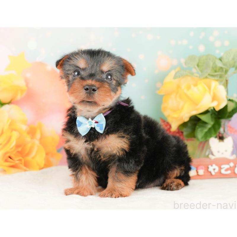 販売中の静岡県のヨークシャーテリア-454326の11枚目