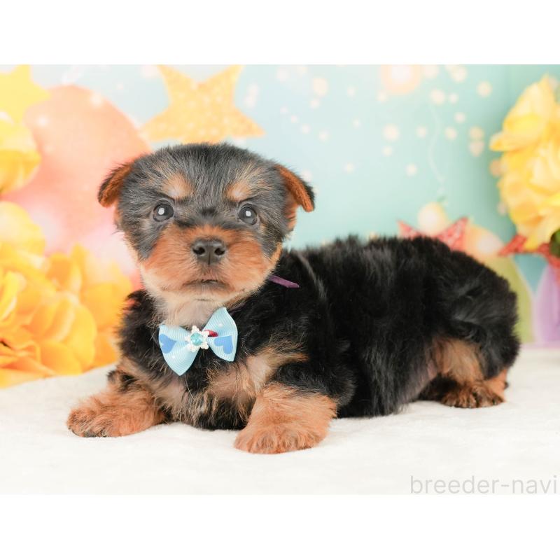 販売中の静岡県のヨークシャーテリア-454326の10枚目