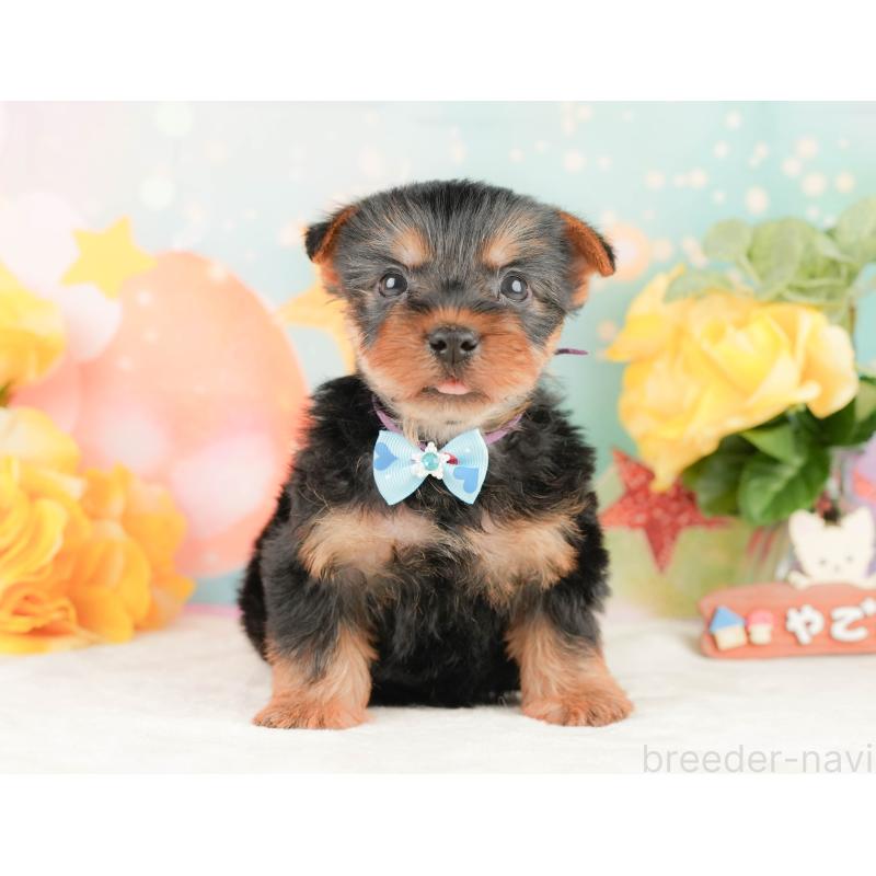 販売中の静岡県のヨークシャーテリア-454326の9枚目