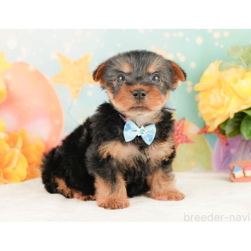 販売中の静岡県のヨークシャーテリア-454326の8枚目