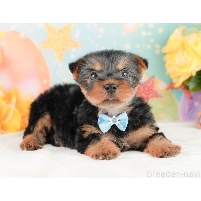 販売中の静岡県のヨークシャーテリア-454326の7枚目