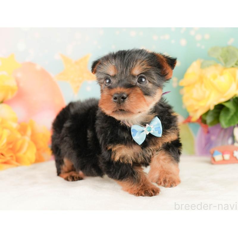 販売中の静岡県のヨークシャーテリア-454326の6枚目