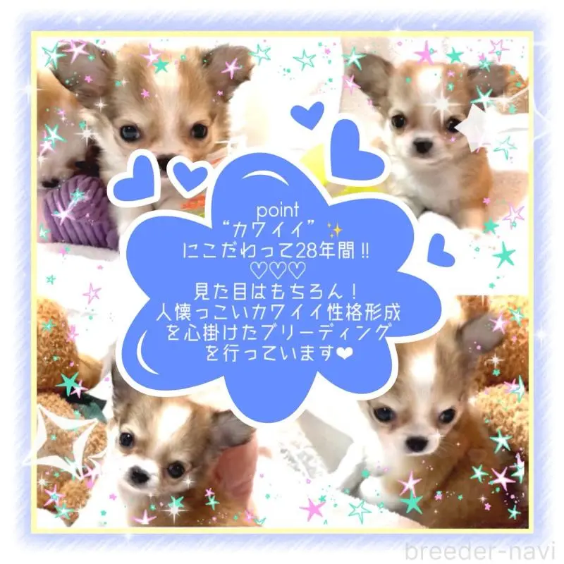 販売中の大阪府のチワワ(ロングコート)-454017の14枚目