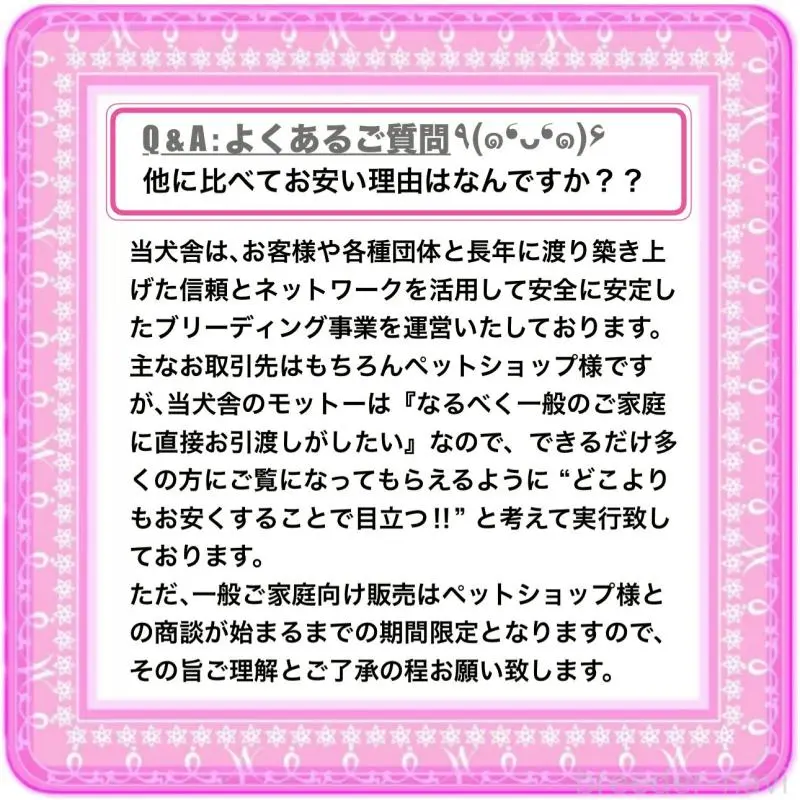 販売中の大阪府のチワワ(ロングコート)-454017の12枚目