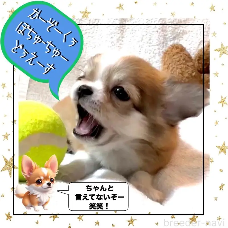 販売中の大阪府のチワワ(ロングコート)-454017の11枚目