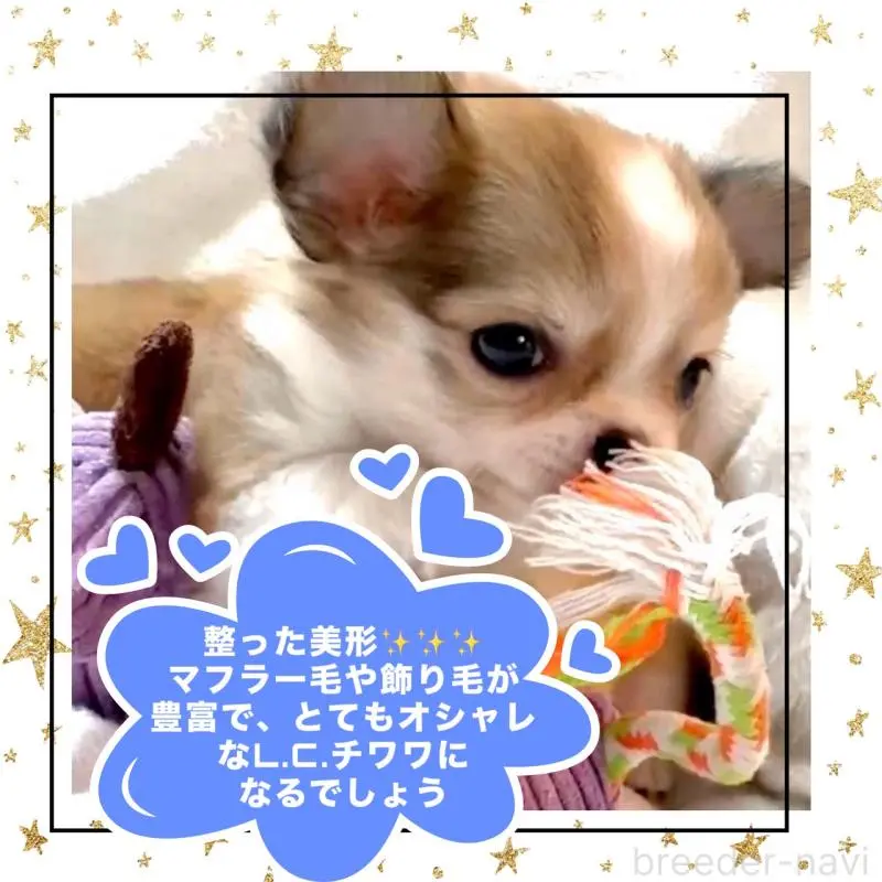 販売中の大阪府のチワワ(ロングコート)-454017の9枚目