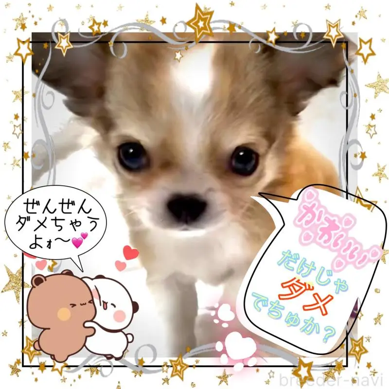 販売中の大阪府のチワワ(ロングコート)-454017の7枚目