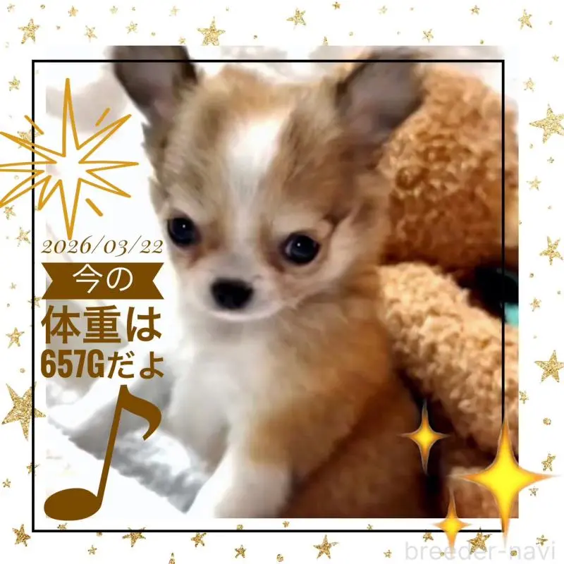 販売中の大阪府のチワワ(ロングコート)-454017の6枚目