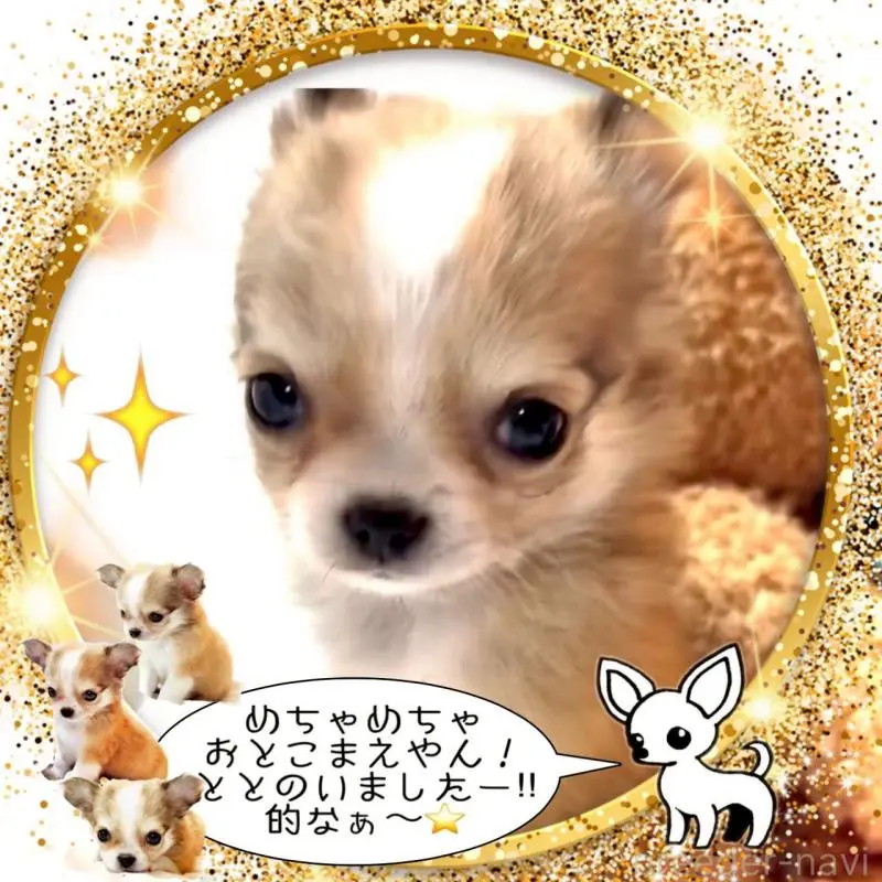 販売中の大阪府のチワワ(ロングコート)-454017の5枚目