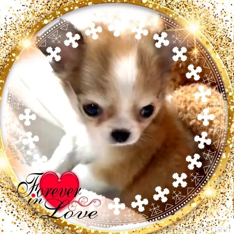 販売中の大阪府のチワワ(ロングコート)-454017の3枚目