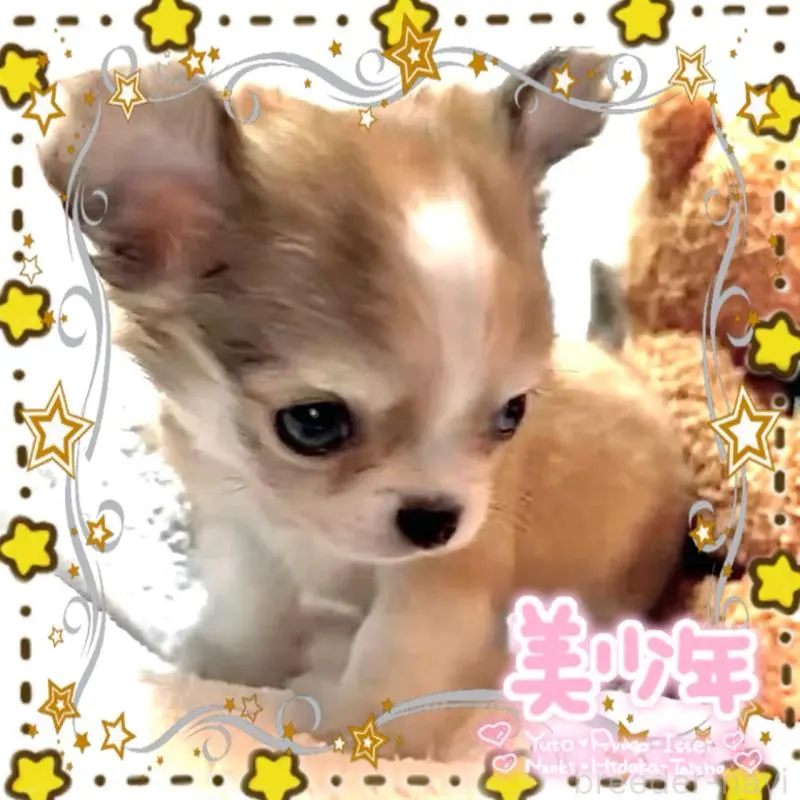 販売中の大阪府のチワワ(ロングコート)-454017の2枚目