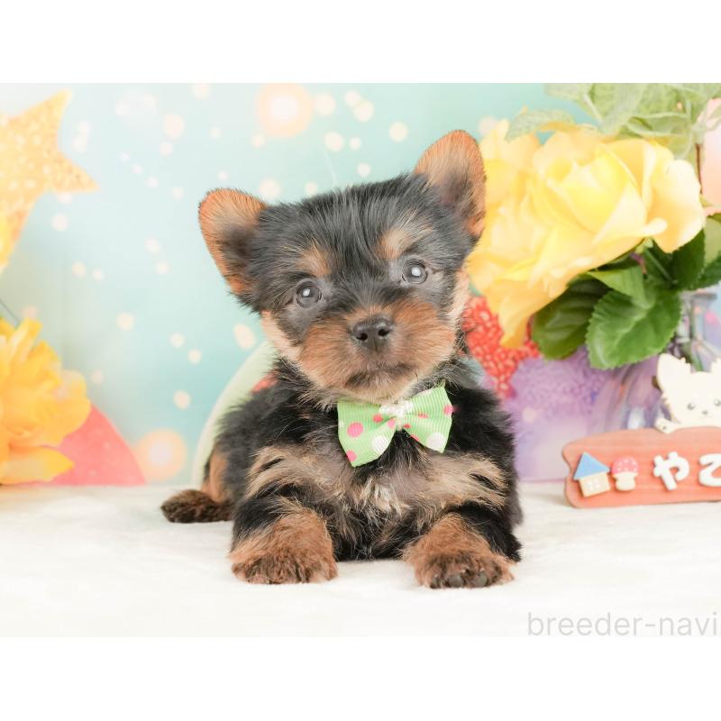 販売中の静岡県のヨークシャーテリア-454329の12枚目