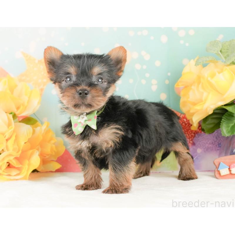 販売中の静岡県のヨークシャーテリア-454329の11枚目