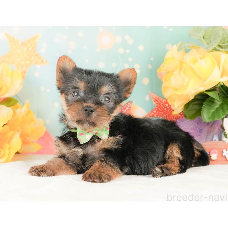 販売中の静岡県のヨークシャーテリア-454329の10枚目