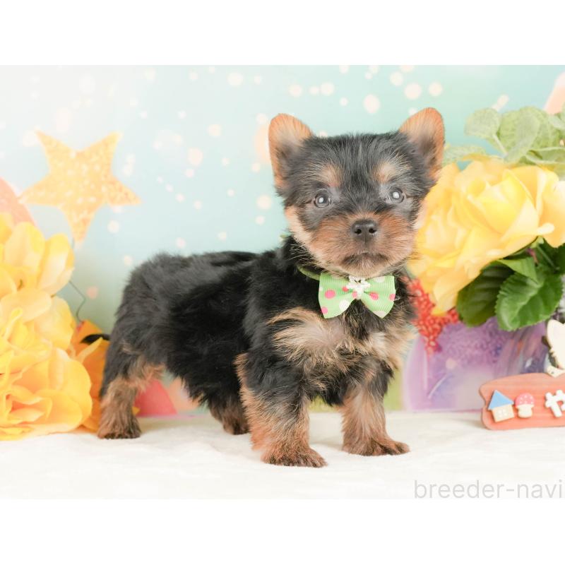 販売中の静岡県のヨークシャーテリア-454329の9枚目