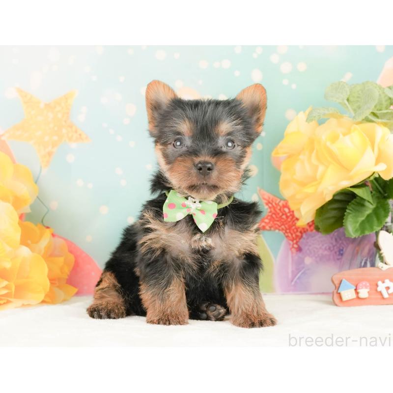 販売中の静岡県のヨークシャーテリア-454329の8枚目