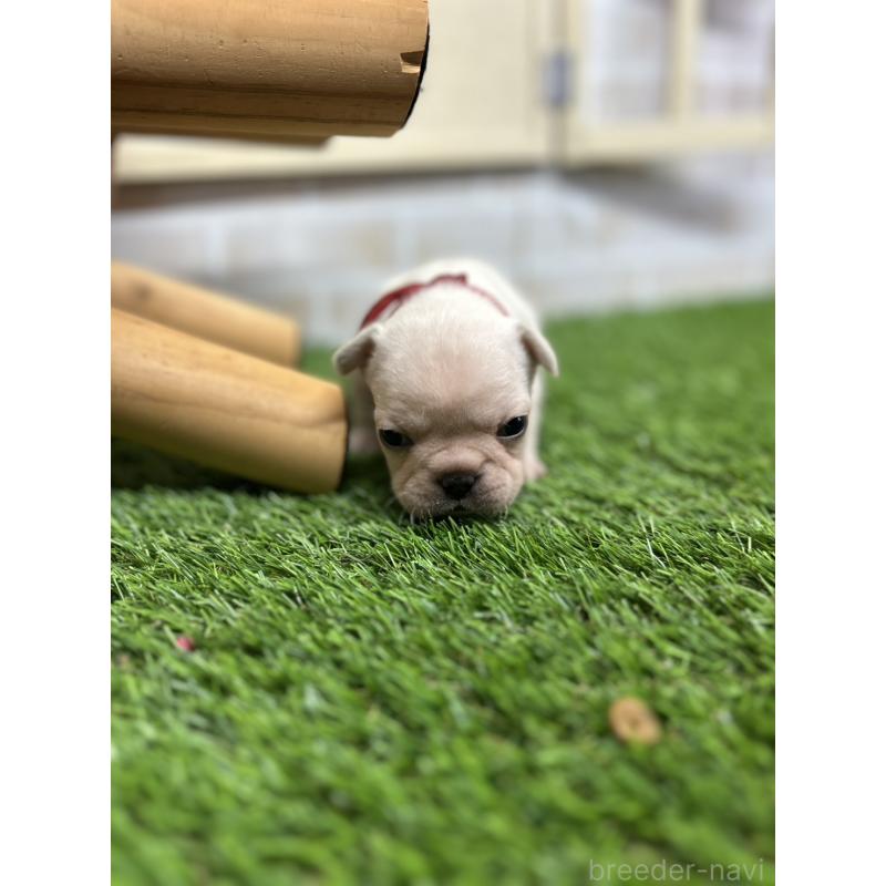 販売中の北海道のフレンチブルドッグ-454018の7枚目