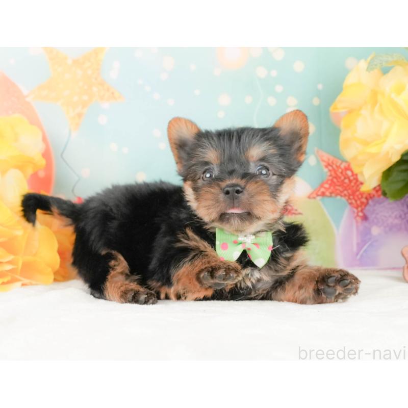 販売中の静岡県のヨークシャーテリア-454329の7枚目