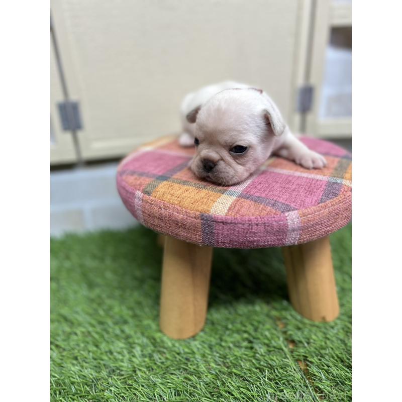 販売中の北海道のフレンチブルドッグ-454018の8枚目