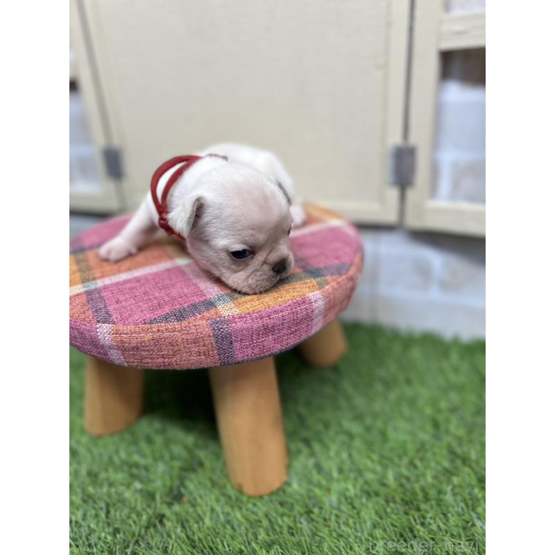 販売中の北海道のフレンチブルドッグ-454018の6枚目