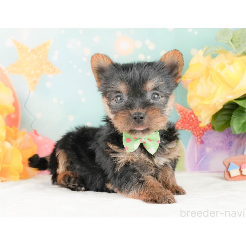 販売中の静岡県のヨークシャーテリア-454329の6枚目