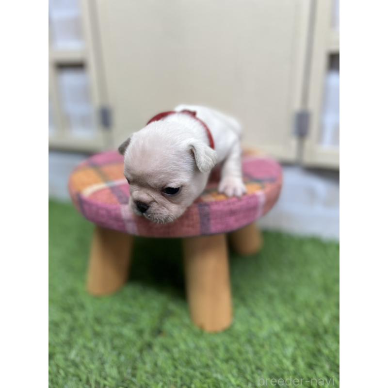 販売中の北海道のフレンチブルドッグ-454018の5枚目