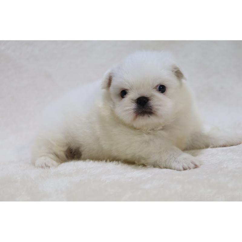 販売中の滋賀県のペキニーズ-454020の9枚目