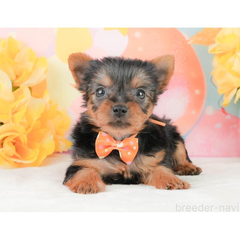 販売中の静岡県のヨークシャーテリア-454330の12枚目