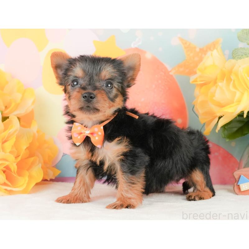 販売中の静岡県のヨークシャーテリア-454330の11枚目