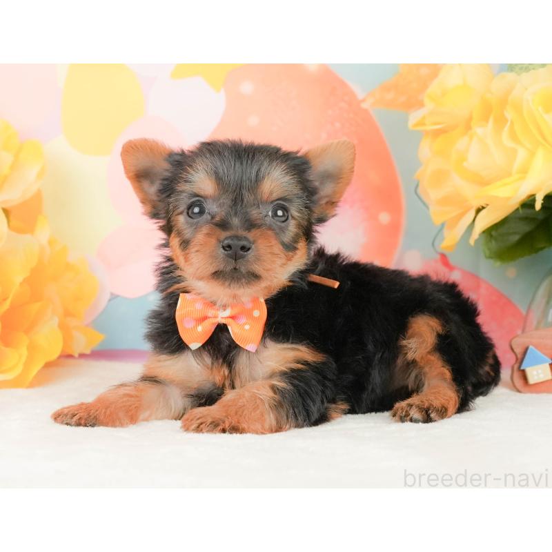 販売中の静岡県のヨークシャーテリア-454330の10枚目