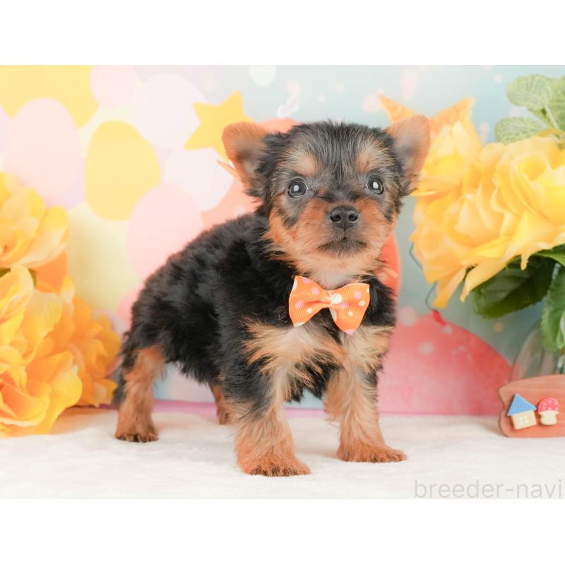 販売中の静岡県のヨークシャーテリア-454330の9枚目