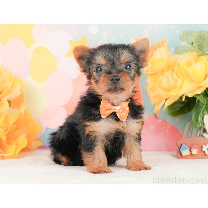 販売中の静岡県のヨークシャーテリア-454330の8枚目