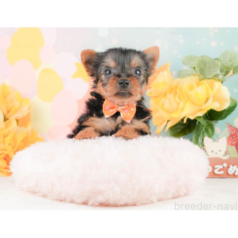 販売中の静岡県のヨークシャーテリア-454330の7枚目