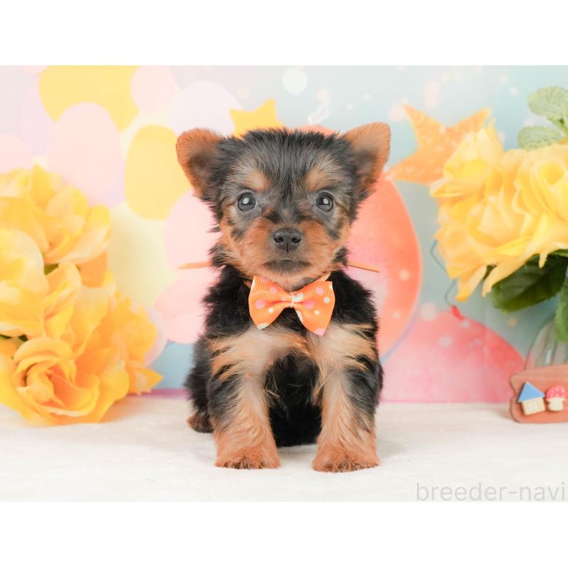 販売中の静岡県のヨークシャーテリア-454330の6枚目