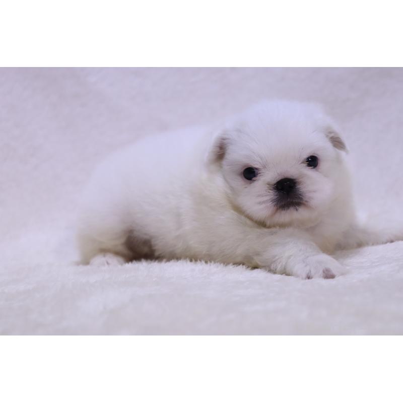 販売中の滋賀県のペキニーズ-454020の8枚目