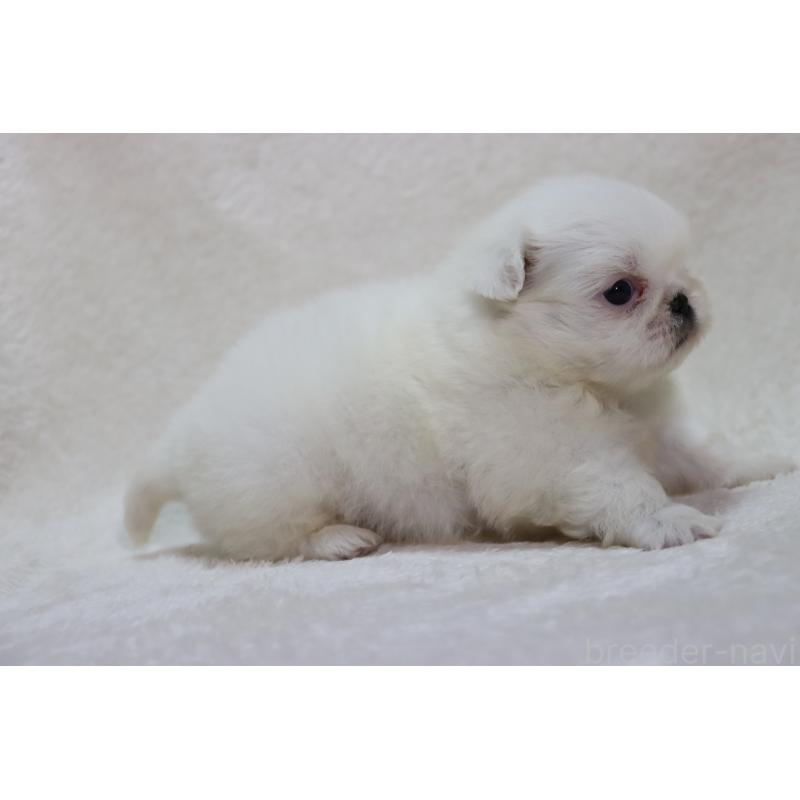 販売中の滋賀県のペキニーズ-454020の7枚目