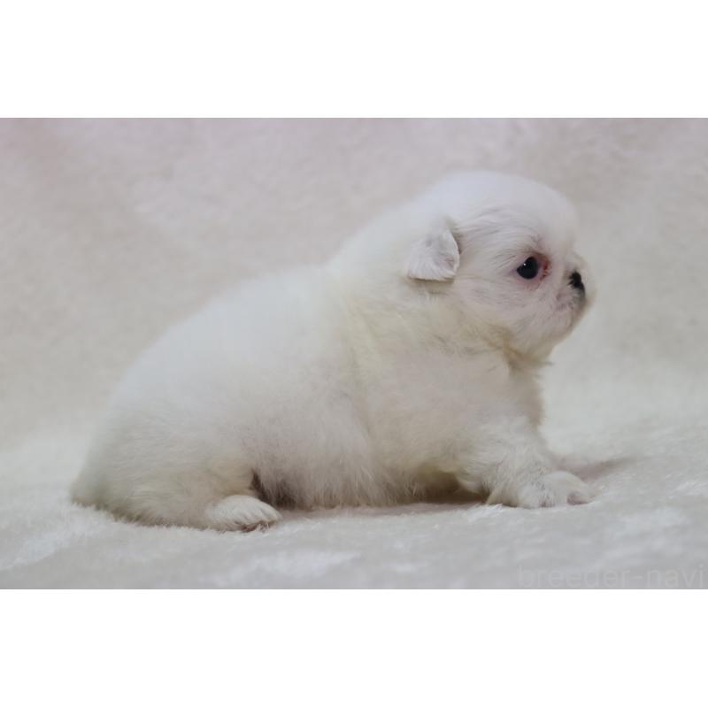 販売中の滋賀県のペキニーズ-454020の6枚目