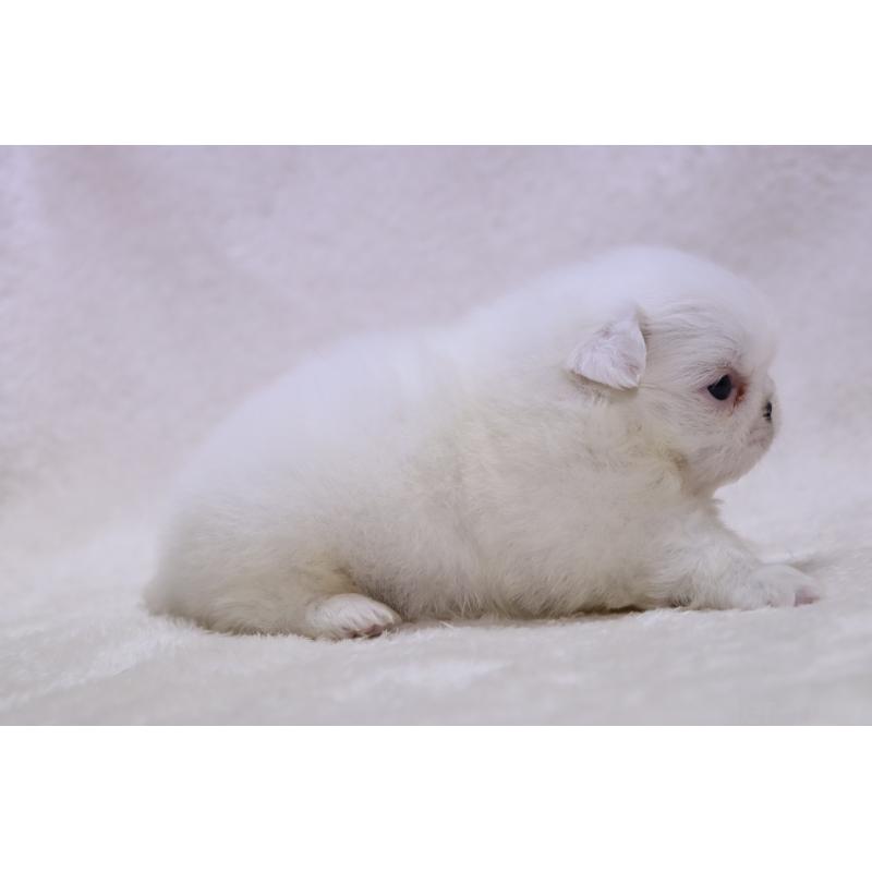 販売中の滋賀県のペキニーズ-454020の5枚目