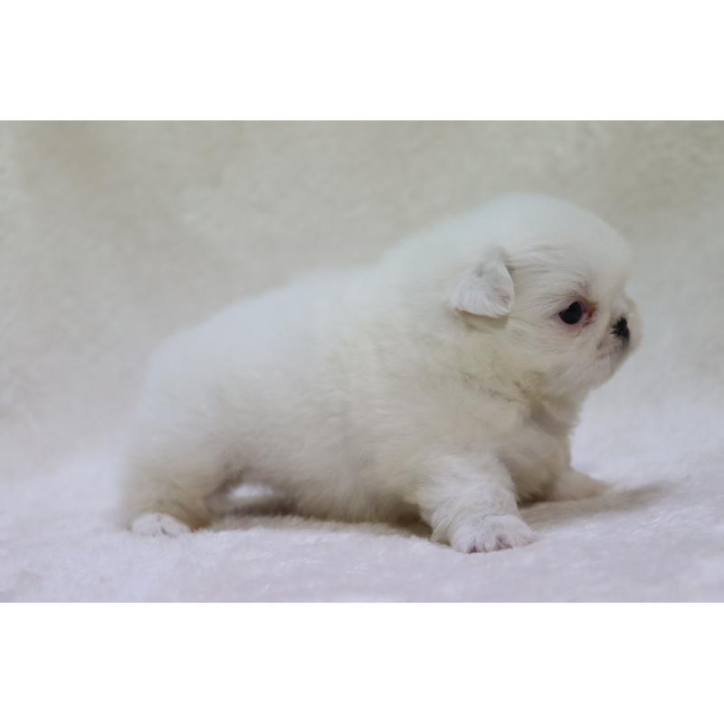 販売中の滋賀県のペキニーズ-454020の4枚目