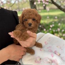 ♀︎タイニープードル