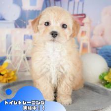 ♀︎マルプー:マルチーズ×トイプードル