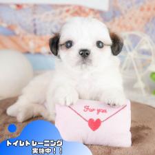 ♀︎チワズー:チワワ×シーズー