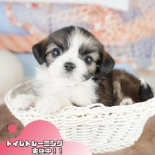 オンライン見学