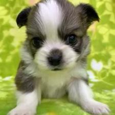 ♀︎チワワ(ロングコート)