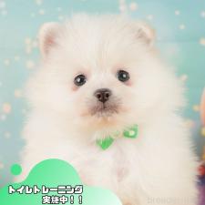 ♀︎ポメラニアン
