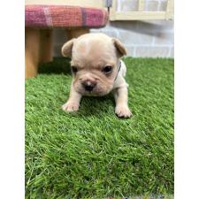 ♀︎フレンチブルドッグ