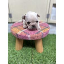 ♀︎フレンチブルドッグ