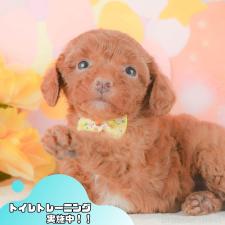 ♀︎トイプードル